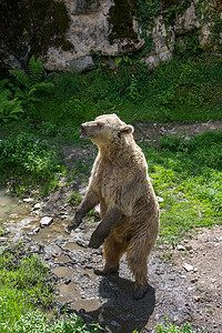 水熊夏季发现东比利内斯岛 在仍然荒野的旅游蝴蝶村庄野猪狮子猫科森林植物群激流兔子背景