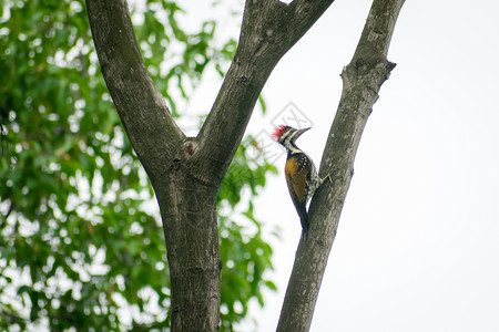 黑啄木鸟栖息木质材料高清图片