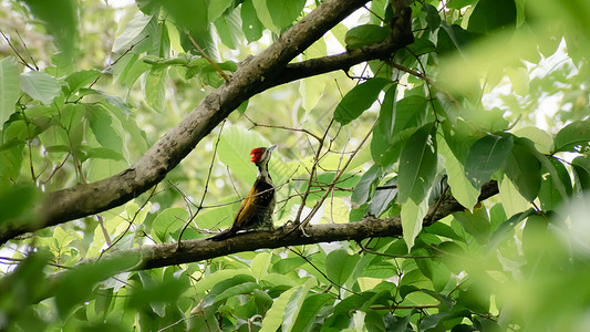 在森林林地的树干上发现的幼年大啄木鸟 一只鸟 有红色的羽冠 脖子上有黑白条纹 印度喀拉拉邦库玛拉孔鸟类保护区 野生动物主题和行为背景