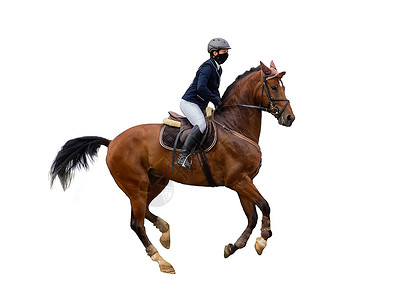 骑师动物莫斯科高清图片