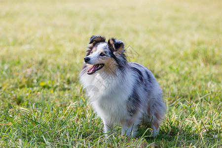 一只漂亮的小牧羊犬 一只苏格兰小牧羊犬在阳光明媚的日子里坐在草地上 一幅画像 嘴巴甜美而尖锐雪地小狗陨石恋人哺乳动物动物紫丁香毛背景图片
