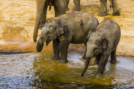 马克西两只少年亚洲象站在水边 亚洲象小牛 来自亚洲的濒危动物背景