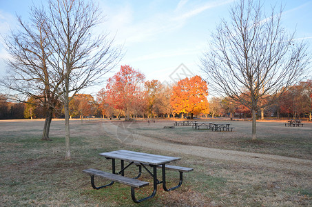 公园中的明橙树和黄黄色树 有足迹叶子树叶踪迹桌子黄色小路植物群分支机构背景图片