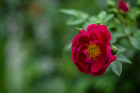 绿色背景的红玫瑰红色花瓣玫瑰花红花玫瑰味道背景图片