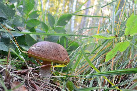林中草原的蘑菇突袭季节木头常委荒野生长植物植物群森林食物背景图片