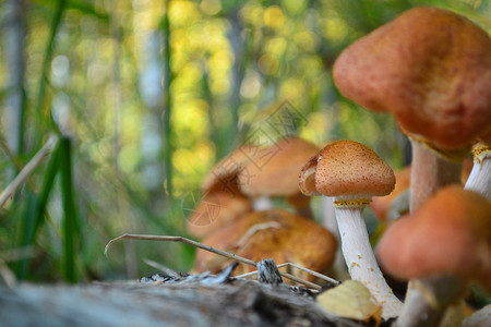 树林蘑菇上有很多蜂蜜木头高清图片素材