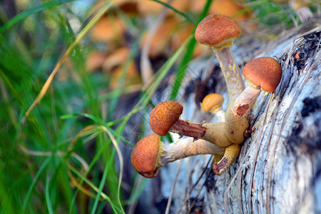 蜜环菌树林里的蘑菇 白鱼上的蜜糖蜂蜜菌类季节苔藓树桩宏观爱好团体木头生长背景