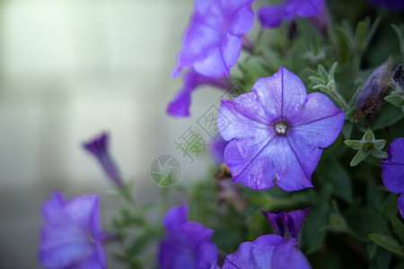 五颜六色的花的背景图片生长花束植物植物群季节宏观粉色紫色花瓣背景图片