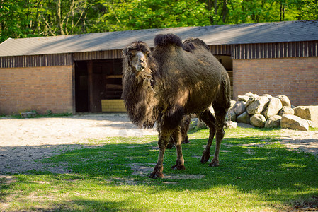 骆驼和小骆驼被带入公园的照片外套动物木头哺乳动物降雪森林动物园野生动物毛皮鼻子背景图片