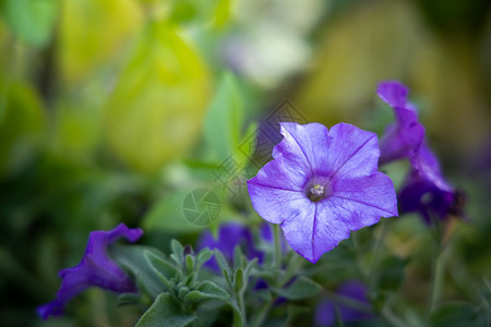 五颜六色的花的背景图片粉色紫色植物群宏观季节花束植物花瓣生长背景图片