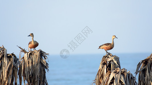 新加坡榜鹅海滩两只小的印度吹口哨鸭 一只在树上筑巢的湿地水鸟 头颈长棕色 有深灰卷腿 坐在干叶上背景