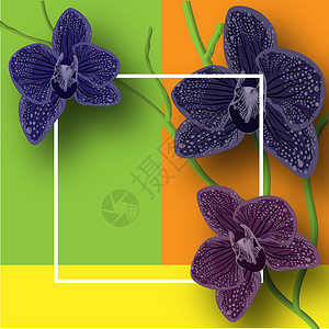 黑色兰花插图 抽象花卉插图 自然壁纸 多彩背景上的复古抽象黑色邀请叶子打印邀请函灰色宏观白色墙纸地面黄色紫色背景图片