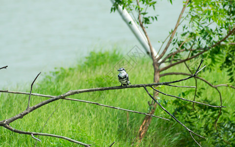 斑点翠鸟水鸟 有白色黑色羽毛冠和大喙 在沿海地区的树枝上发现 栖息盘旋捕鱼 印度喀拉拉邦库玛拉孔鸟类保护区背景