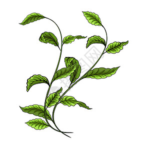 白色背景矢量图上的绿叶夹子植物绿色环境叶子插图生态背景图片