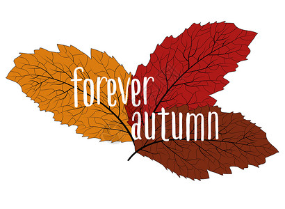 与黄色秋天叶子背景的样式在白色背景 美丽的秋天自然 叶矢量纹理花纹蓝色墙纸横幅标签网络收藏橙子植物学卡片植物群背景图片