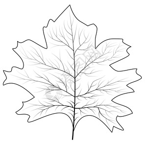 用于概念设计的枫叶 九月秋 装饰元素 秋天的背景 加拿大象征枫叶国家横幅活力季节性艺术时尚环境标识植物群背景图片