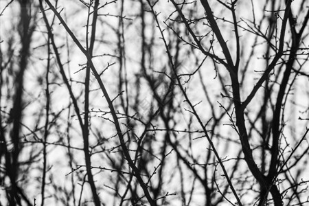 以黑白 单色的天空和日光照为背景的冬季树枝黑暗背光天篷树干气氛橡木孤独死亡生长情绪背景图片