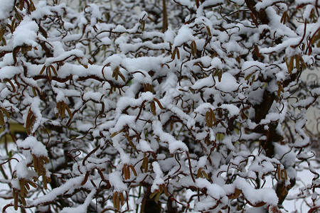 冬天的柳树季节性季节花园雪花大雪背景图片