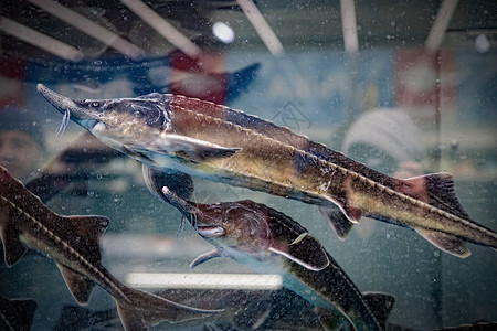 水族馆桌子在水族馆的活生生动物 销售在杂货店背景