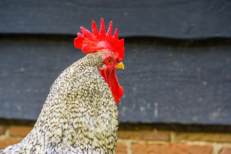 家家户户在农场上免费放养鸡 热门宠物 最受欢迎的宠物背景