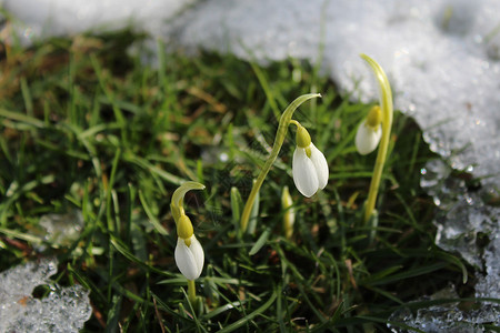 雪中的雪滴植物雪花女人冬花背景图片