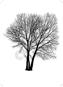 光秃秃的杨树三棵树插画