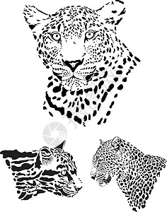 豹头速度食肉猫科力量野生动物捕食者动物大猫哺乳动物黑色背景图片