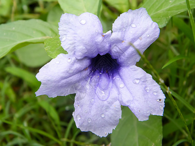 寄生花恶魔的喇叭Vespertine开花植物上的雨滴水 特写 自然中的美花瓣花卉环境保护微距植物学反射花头蓝色脆弱性紫罗兰花背景图片