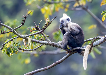 公约白头黑兰古尔植物哺乳动物动物国家婴儿白色古猿野生动物荒野红色背景