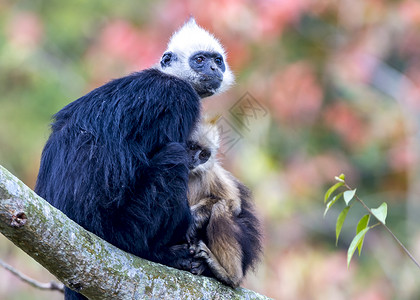 白头黑兰古尔婴儿哺乳动物国家植物白色旅行古猿动物公约红色背景图片