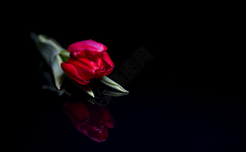 黑色的红色郁金花背景图片