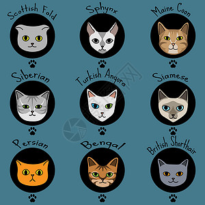 九种可爱卡通风格的猫品种 蓝色背景上有名字插画