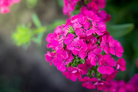 五颜六色的花的背景图片粉色紫色花瓣季节花束植物宏观生长植物群背景图片