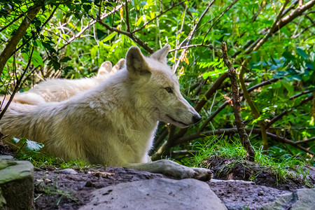 欧拉西亚森林野狗小斑马 落地上的白狼的近视肖像背景图片