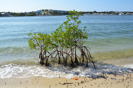 红根佛罗里达海岸的红树根 水和沙子海洋支撑树叶海岸植物植物学植物群波浪背景