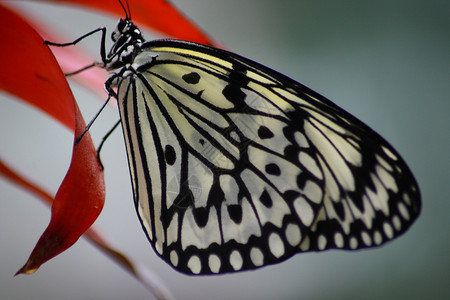蝴蝶花粉昆虫自然界花蜜游荡者香肠动物背景图片