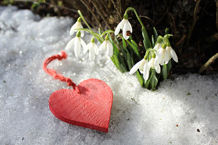 雪滴和红心冬花晚餐爱的心爱心瓢虫雪花婚礼背景图片