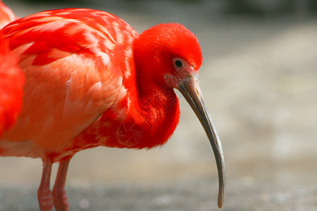 红色 ibis (Eudocimus 卢布)高清图片