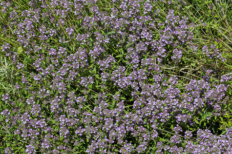 布雷克兰植物学紫丁香高清图片