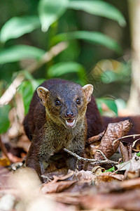 猬亚科哺乳动物环尾蒙戈斯 加利迪亚埃利根斯 马达加斯加国家热带生态捕食者动物森林野生动物昆虫公园食肉背景