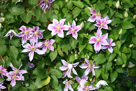 布鲁特clematis 克莱马蒂斯粉色排名缠绕庭园登山者植物园植物花园雄蕊花瓣背景