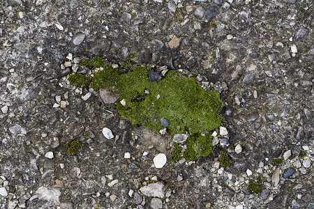 苔绿色垃圾纹理 苔藓背景 在难看的东西纹理背景的绿色青苔 绿色苔藓细节水分森林生长地衣植物岩石湿地地面环境宏观背景图片