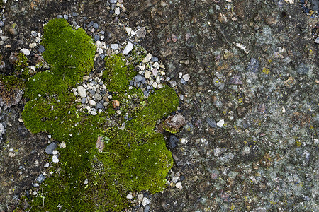苔绿色垃圾纹理 苔藓背景 在难看的东西纹理背景的绿色青苔 绿色苔藓细节公园石头水分地衣宏观岩石地面植物群环境叶子背景图片