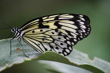 蝴蝶动物昆虫自然界香肠花蜜游荡者花粉背景图片