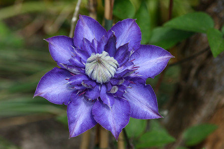 克莱特瓦尔德clematis 克莱马蒂斯庭园植物学花瓣排名登山者缠绕花园蓝色攀缘雄蕊背景