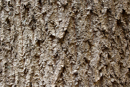 棕色树吧材料树木森林背景图片