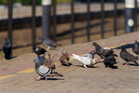 铁路平台边缘的鸽子们火车野生动物车站城市金属过境交通白色鸽子旅行背景图片
