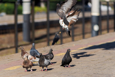 铁路平台边缘的鸽子们过境野生动物灰色鸽子运输金属城市旅行火车动物背景图片