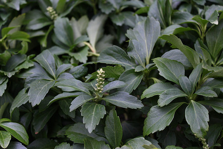 花园里的日本草原绿色植物叶草背景图片