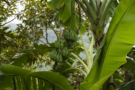 花园里的芭蕉树 绿色生有机香蕉簇从树上垂下来 成束 一束 babana - 香蕉 香蕉树和很多大香蕉背景图片